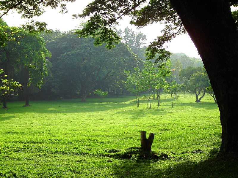 Greenery Around an Old Tree Stump, UP Diliman, Quezon C...