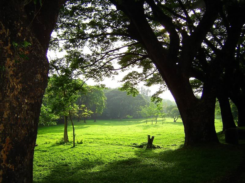 Peaceful Morning at the Sunken Garden, UP Diliman, Quez...