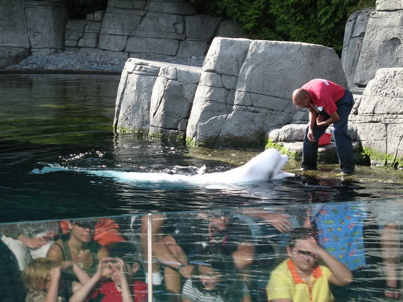 Vancouver Aquarium - Beluga Show