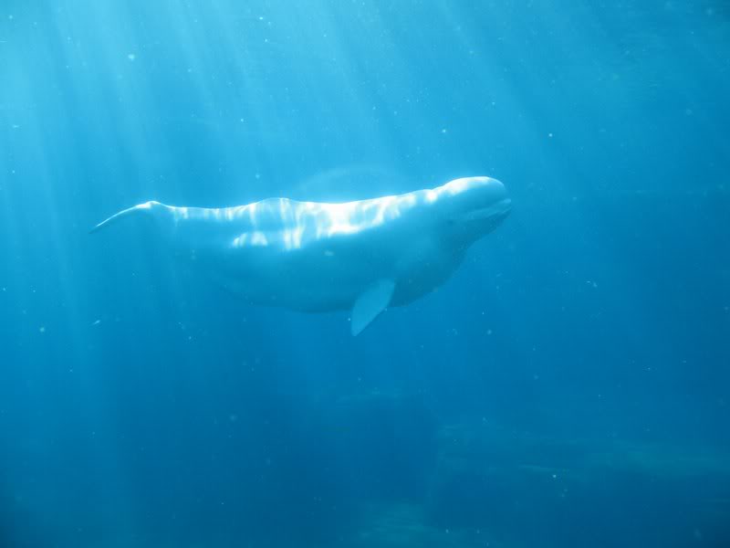 Vancouver Aquarium - Beluga