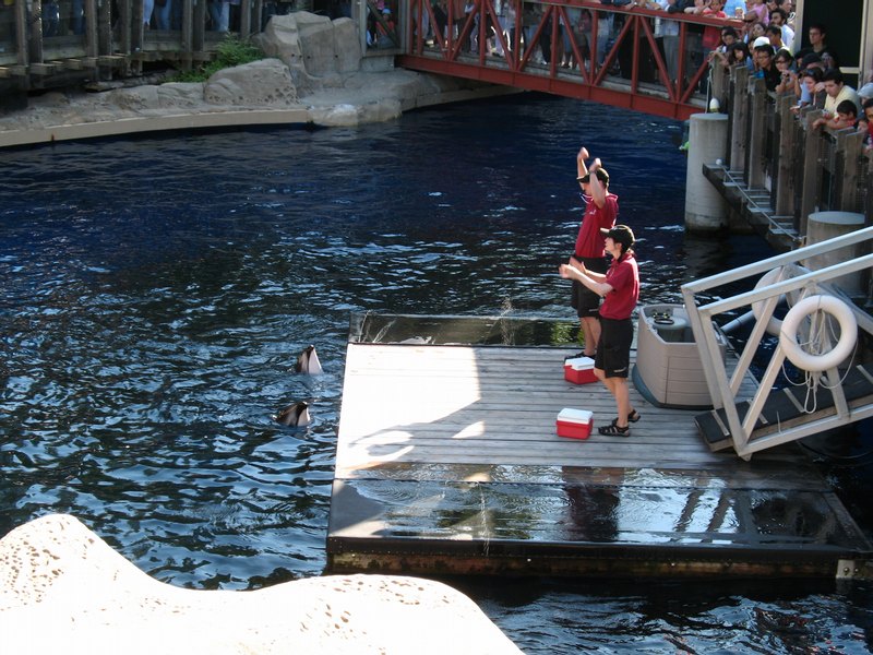 Vancouver Aquarium - Dolphin Show
