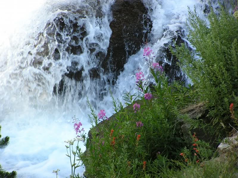 Fireweed and water