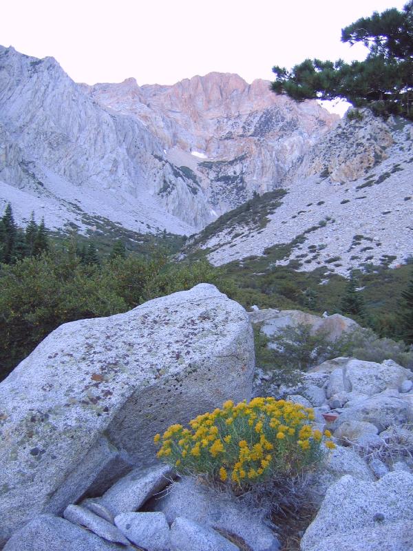 Taboose Canyon & Rabbit Brush