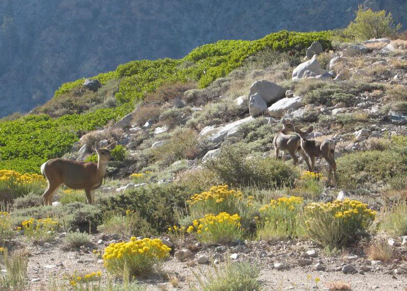 Three of the 4 deer on the Onion Valley Road. Before Bo...
