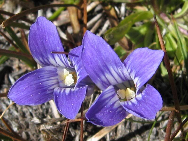 Gentian