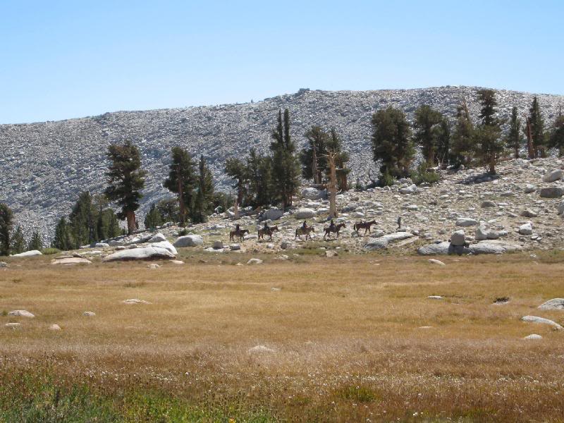 The only animals I saw all day