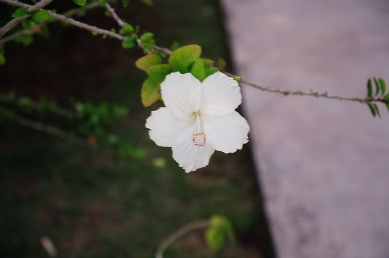 007.��������