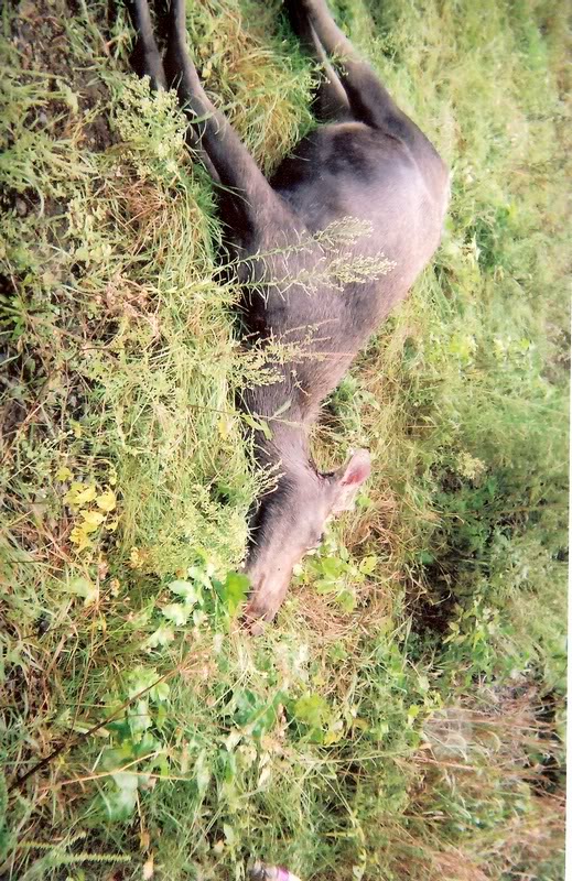 moose2
