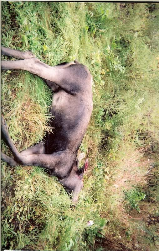 moose3