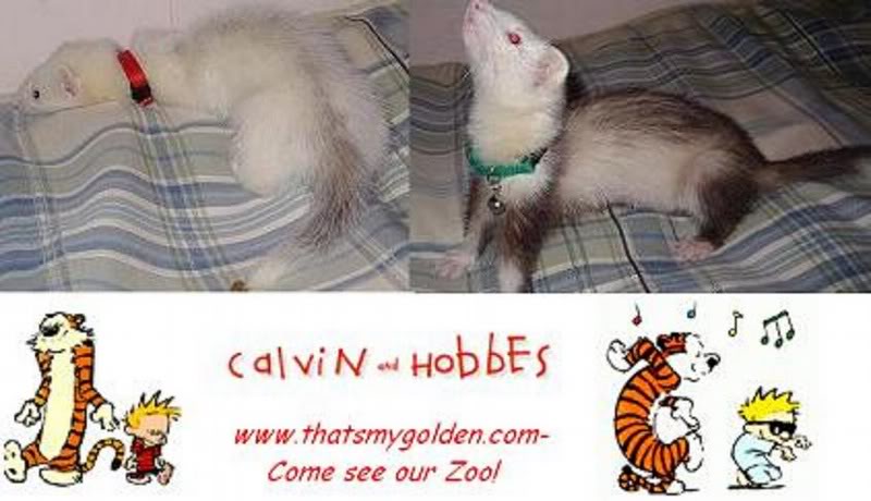 bigcalvinandhob besbanner