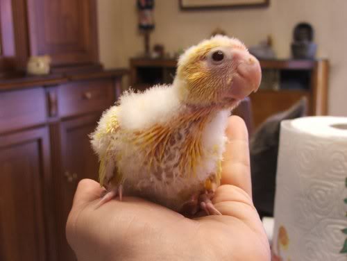 Ehi! Dammi la pappa e dammela SUBITO!