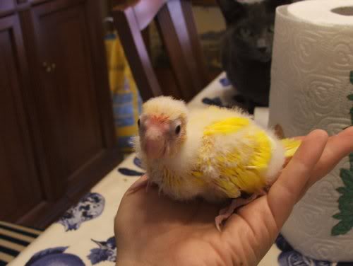 cosa fai? cos'e' quella roba? una foto?! mi paghi i dir...