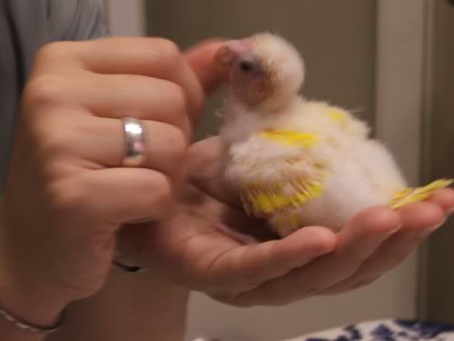 dopo la pappa, una bella pulitina al becco