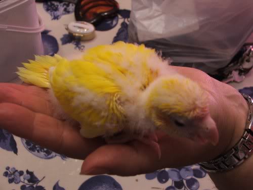 e se mi buttassi di sotto?