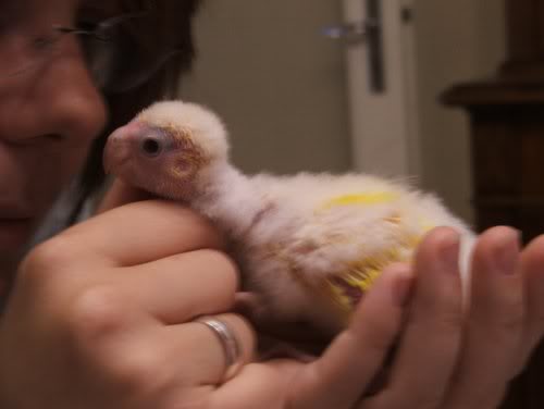 kimala qualche giorno dopo...si cresce e le coccole pia...