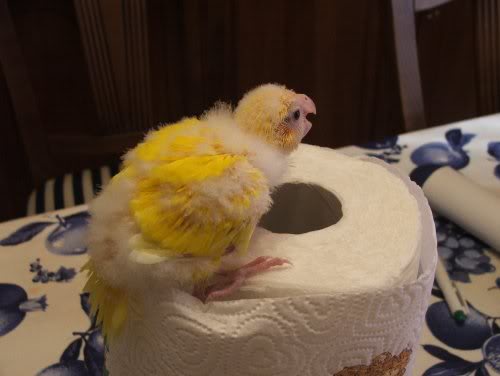 le prime arrampicate galeotte (28/09/06)