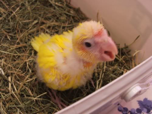 nella cesta.....cerca ndo un modo di evadere