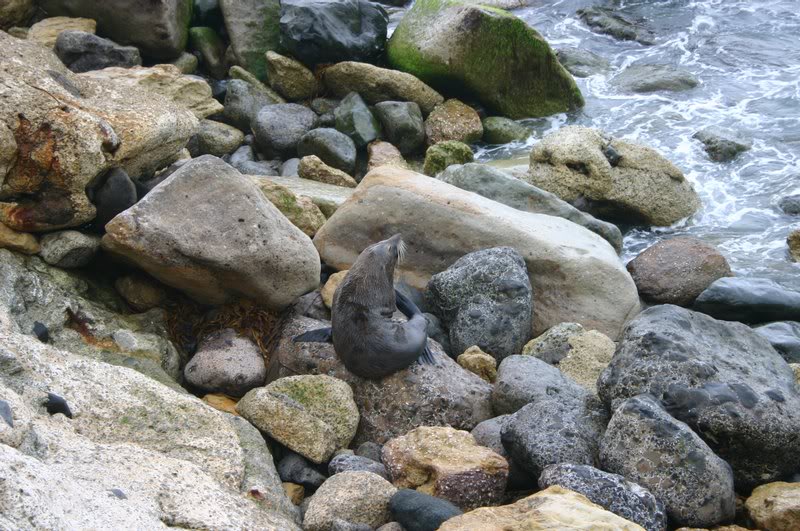 A lonely seal in Dunedin, New Zealand