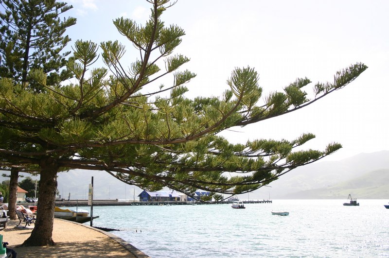 Akaroa Harbour in the South Island, New Zealand
