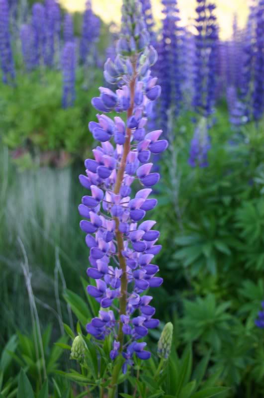 Grape Hyacinth
