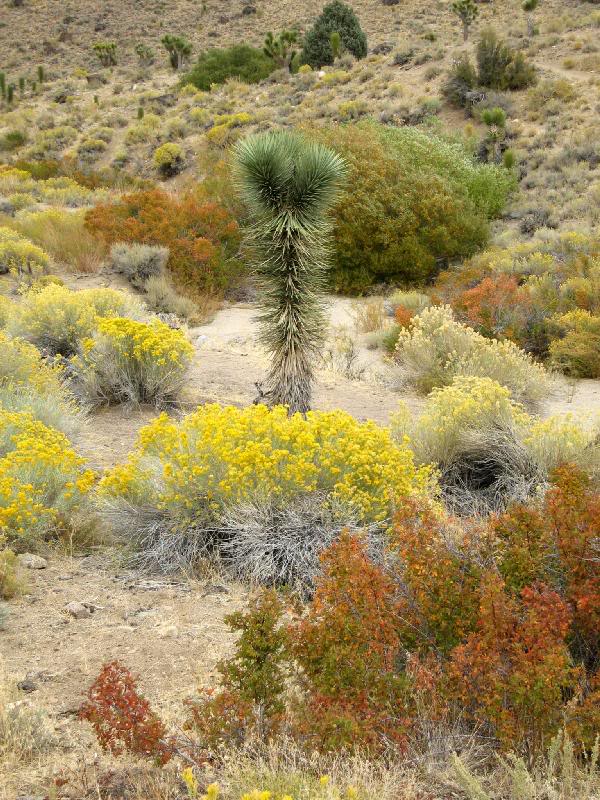 2006 (Oct 1) Coso Petroglyphs