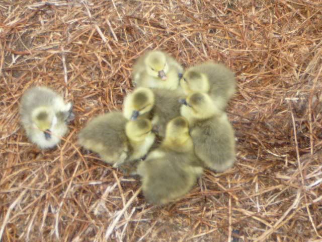 A gaggle of goslings