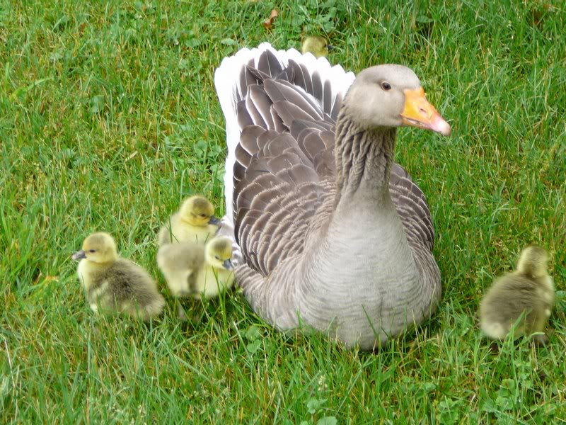 Finally off that nest!