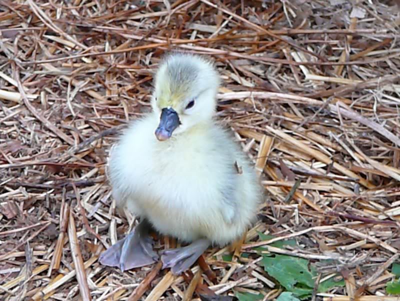 Is that cute, or what!