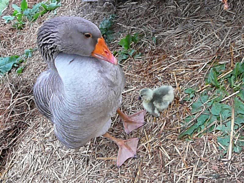 Yes Sir, that's your baby!