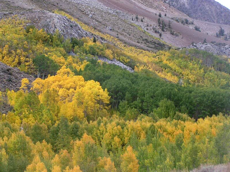 some intense yellows