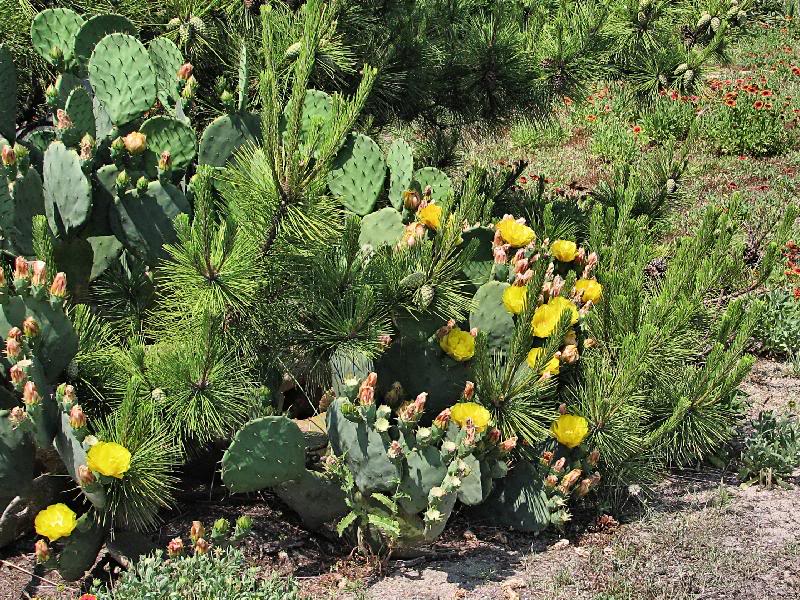 Blooming Cactus and Pine, S. Nags Head
