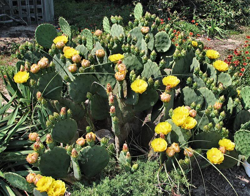 Blooming Prickly Pear Cactus (Opuntia)