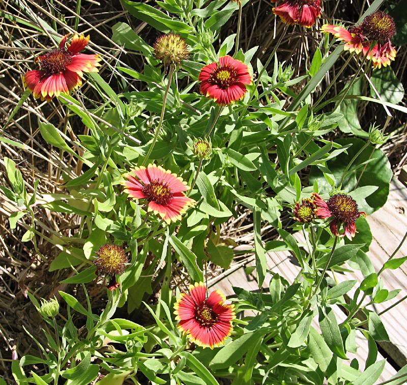 Indian Blanket, S. Nags Head