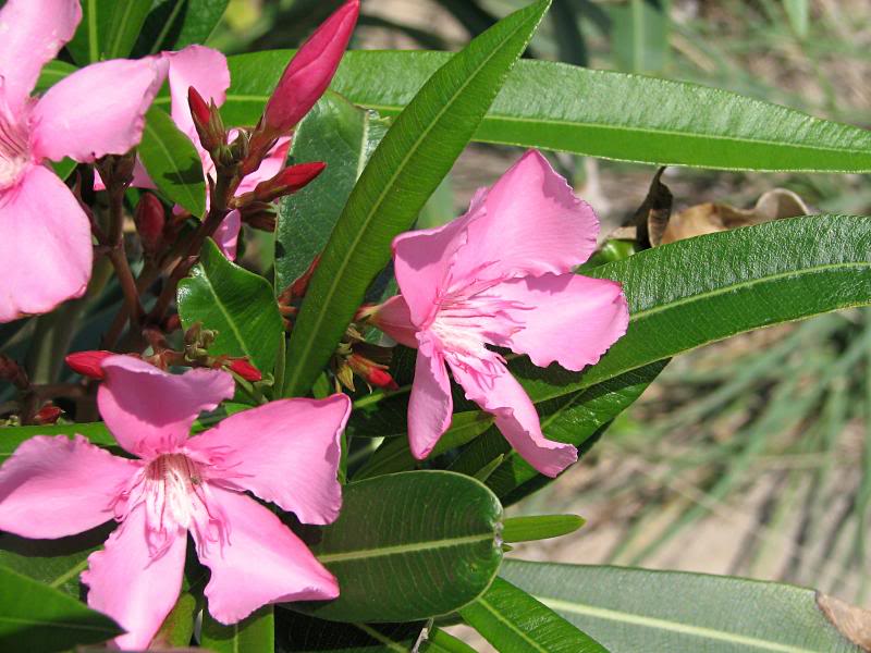 Pink Oleander, S. Nags Head