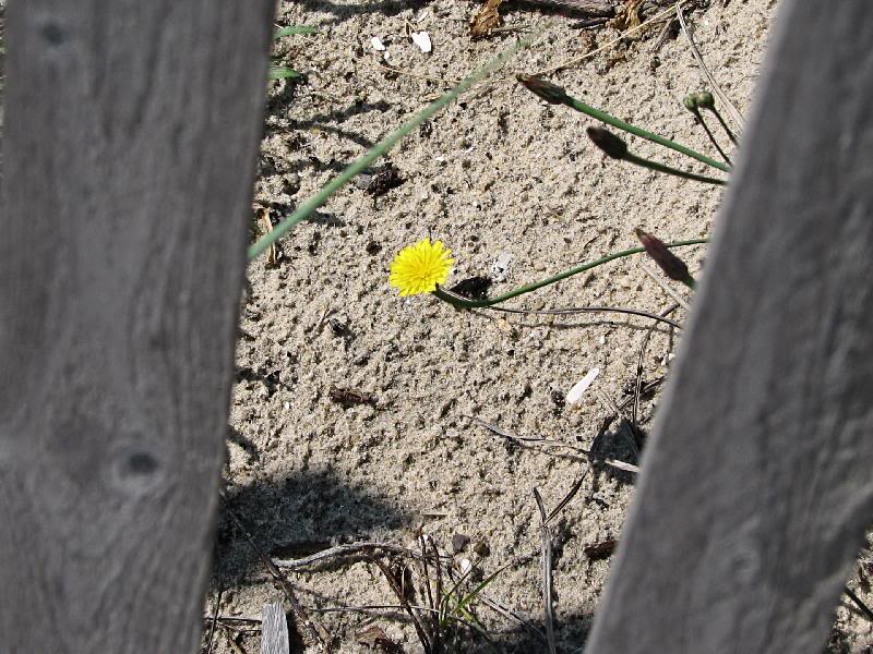 Yellow Beach Flower, Through the Fence