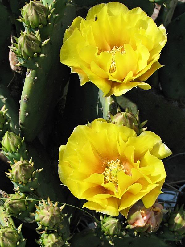 Yellow Prickly Pear Cactus Flowers (Opuntia), S. Nags H...