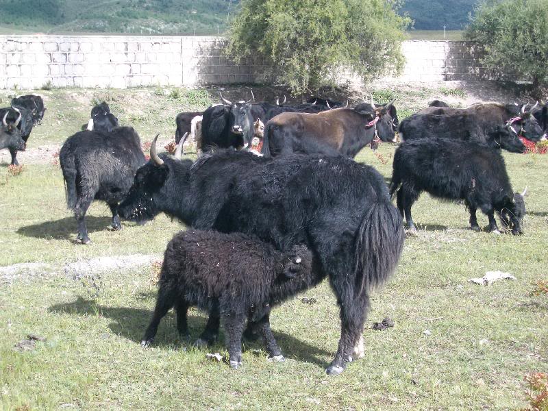 ���l���`