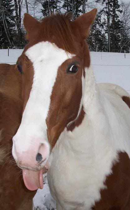 Sticking my tongue out at you