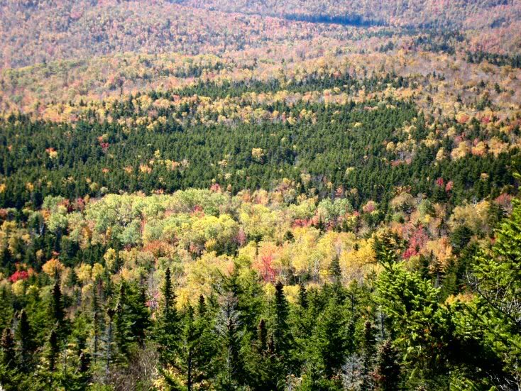 Sandwich Dome- outlooks 6