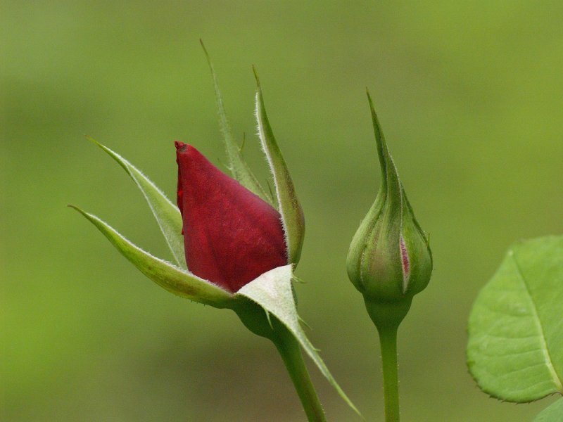 A ARed Rose BUD, though not in bloom, the Rose bud itse...
