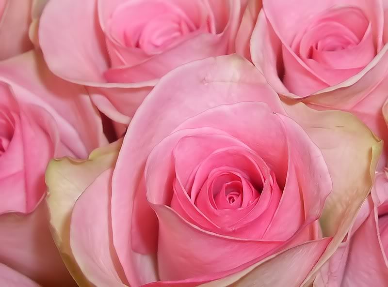 AA ROSE Pretty Pink Roses just for me