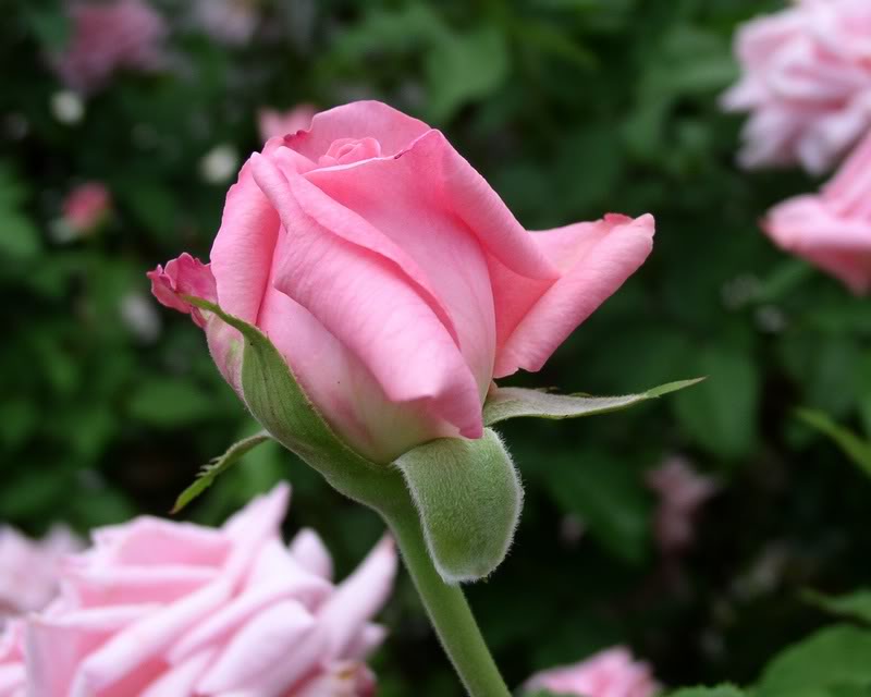 AA ROSE ROSE ROSE...beginnin g blooms of a beautiful Pin...