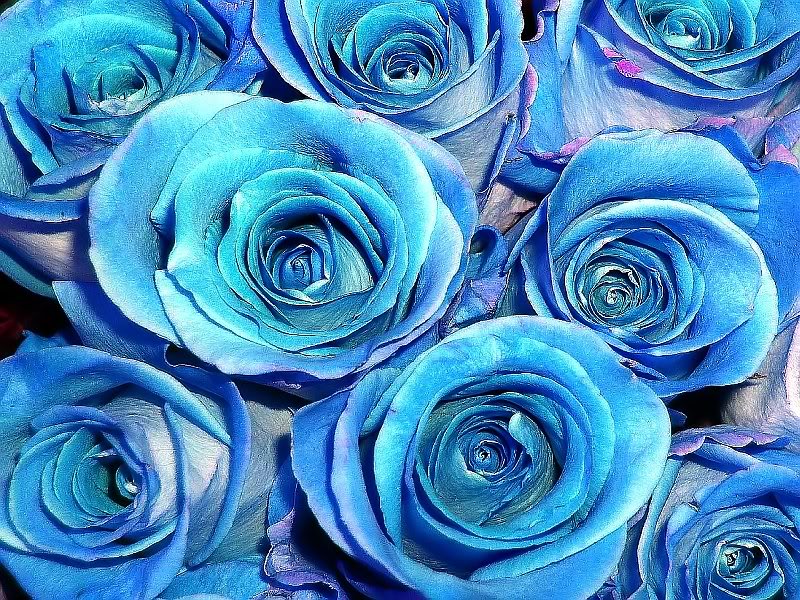 BLUE Roses