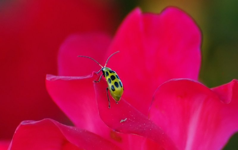 GReen lady bug on red rose_