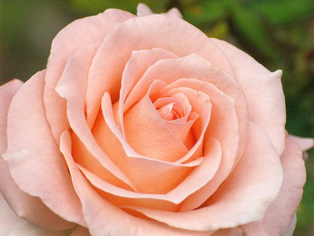 Peachy Rose