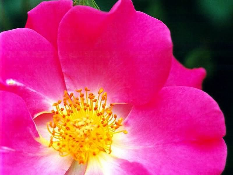 ROSE ROSE ROSE flower flowers goreous pink ROSE flower...