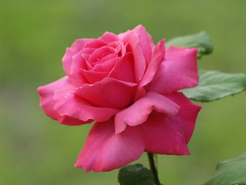 dark pink rose profile