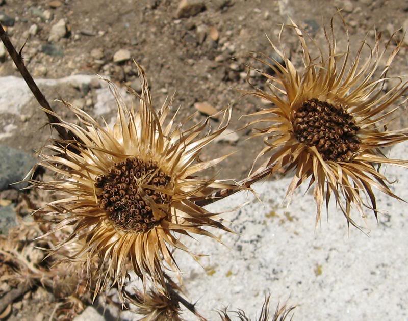 These dried flowers were pretty
