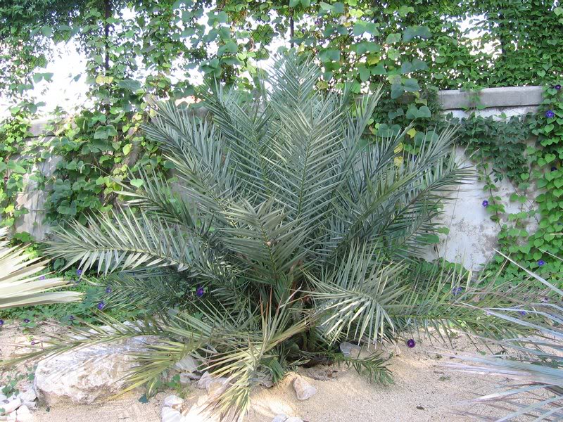 Phoenix theophrastii