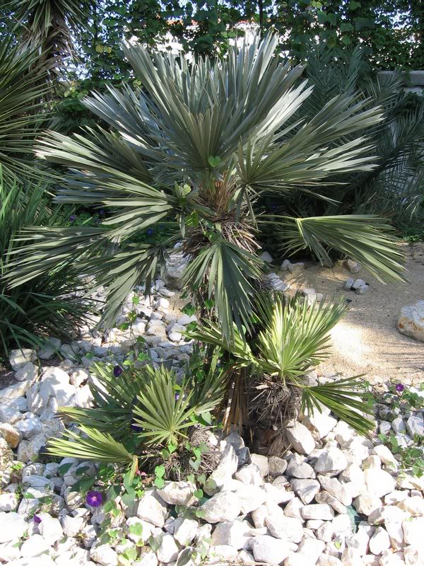 Tritrinax campestris